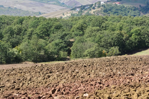 Grano duro Lucano