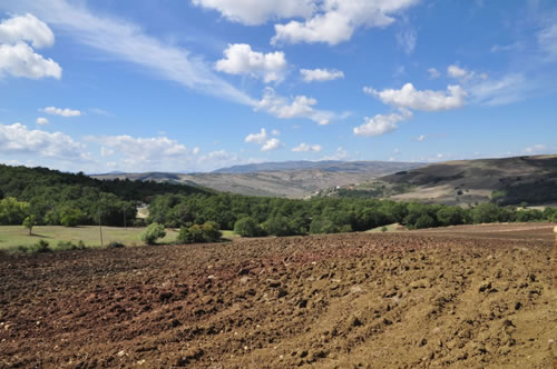 Grano duro Lucano