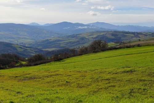 Lucanian durum wheat