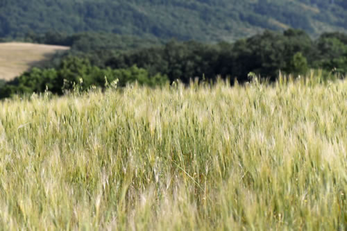 Lucanian durum wheat