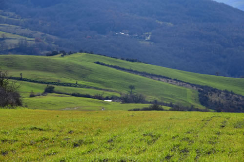 Lucanian durum wheat