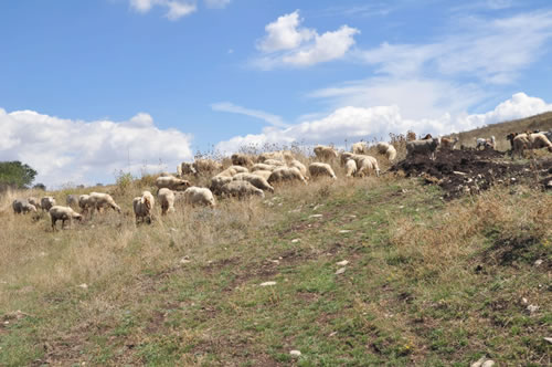 Agriturismo La Dimora dei Cavalieri - Canio Ricciuti