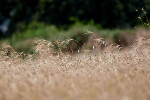 Lucanian durum wheat