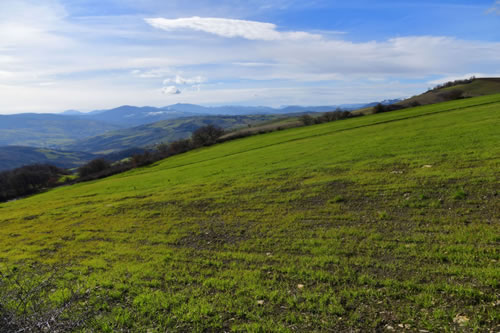 Lucanian durum wheat