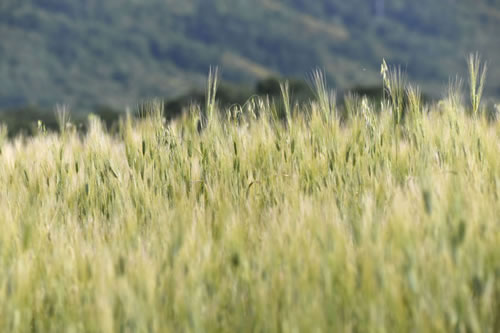 Lucanian durum wheat