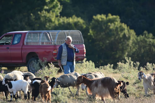 Agriturismo La Dimora dei Cavalieri - Allevamenti