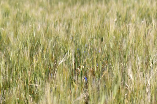 Lucanian durum wheat