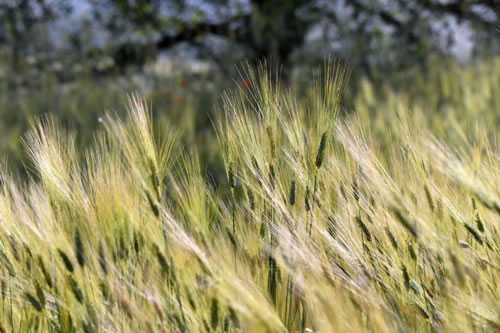 Lucanian durum wheat