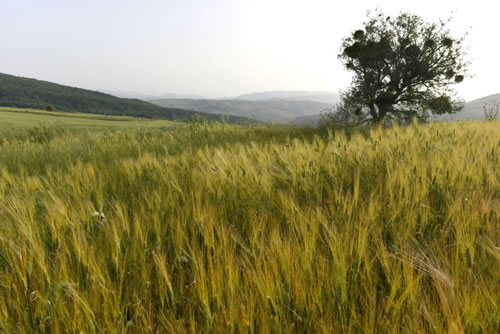 Lucanian durum wheat