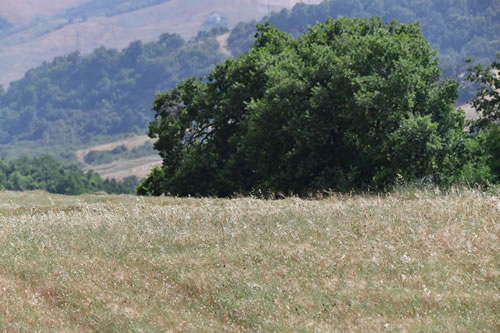 Agriturismo La Dimora dei Cavalieri - Paesaggio