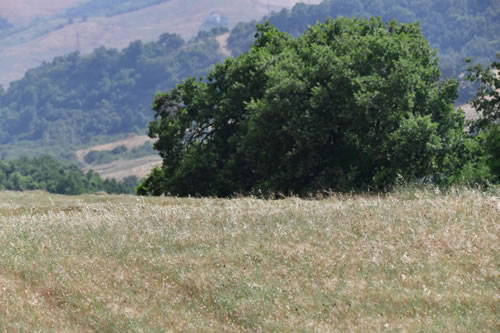 Lucanian durum wheat