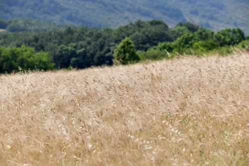 Lucanian durum wheat