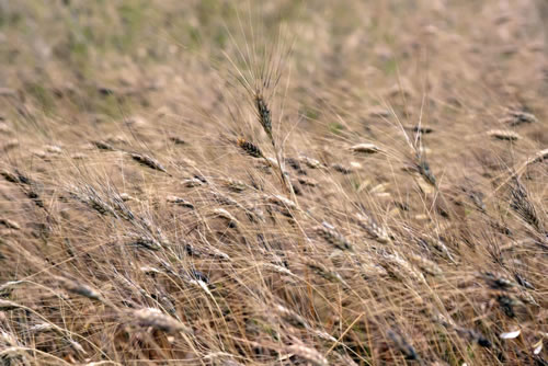 Grano duro Lucano