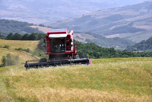 Lucanian durum wheat