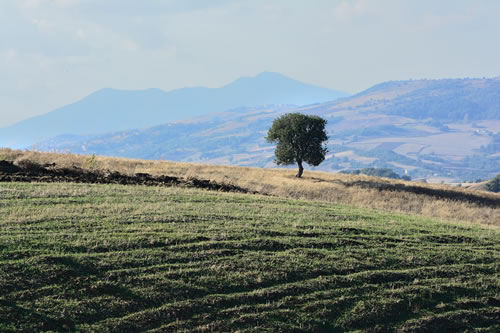 Agriturismo La Dimora dei Cavalieri - Cancellara